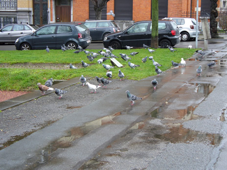 Schaerbeek Pigeons Riga 1