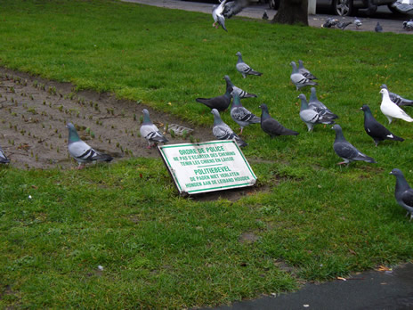 Schaerbeek Squre Riga pigeons 2