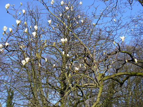 Schaerbeek Printemps Josaphat 1