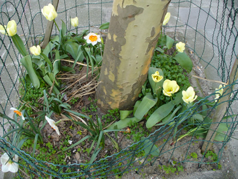 Schaerbeek fleur 2