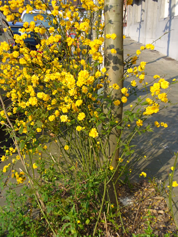 Schaerbeek fleur 3