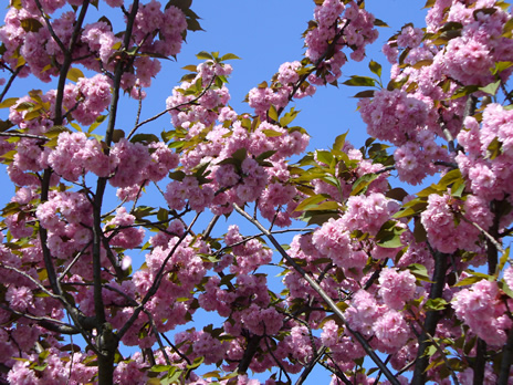 Schaerbeek en fleurs