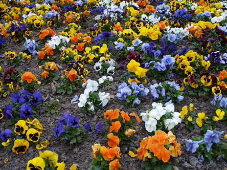 Schaerbeek fleurs Colignon