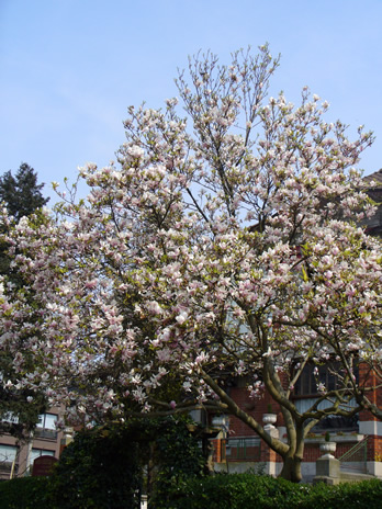 Schaerbeek arbre printemps