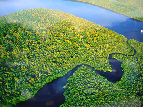 mangrove.jpg