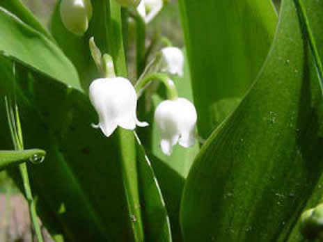 Schaerbeek muguet