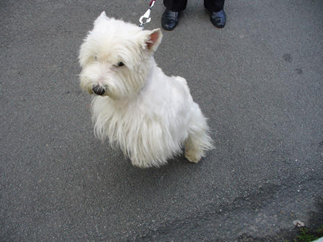 chien4.jpg