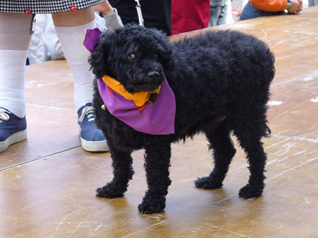 chien5.jpg