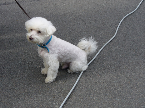 chien6.jpg