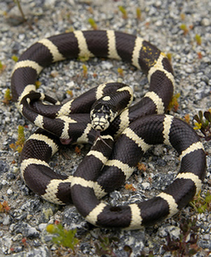 serpent.jpg