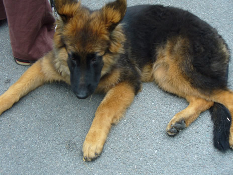chien5.jpg