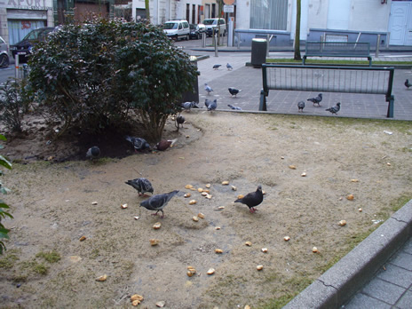 pigeons11.jpg