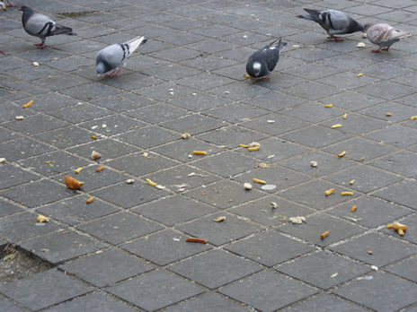 pigeons2.jpg