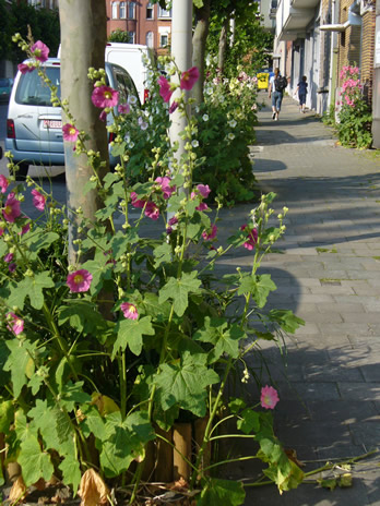 fleurs1.jpg