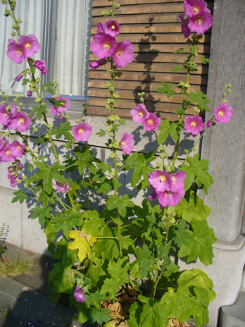 fleurs2.jpg