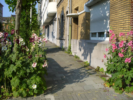 fleurs3.jpg