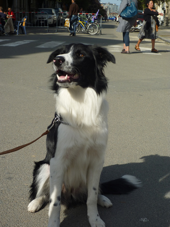 chien8.jpg