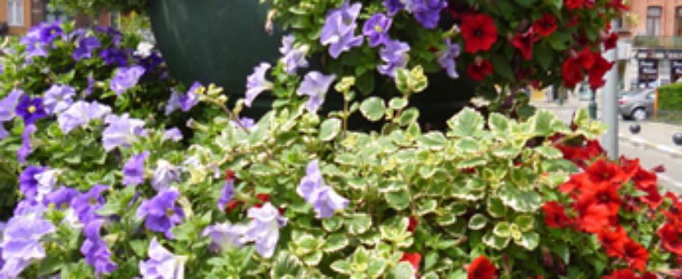 Photo 015