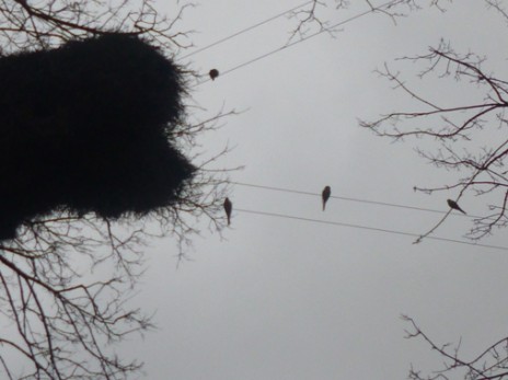 mars 2014 020