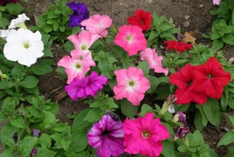 fleur-annuelle