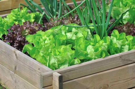 potager-salades-balcon-idee-potager